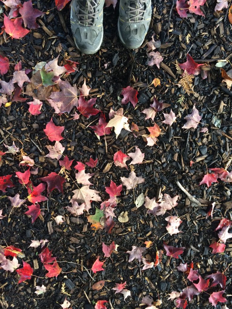 leaves on the ground in fall